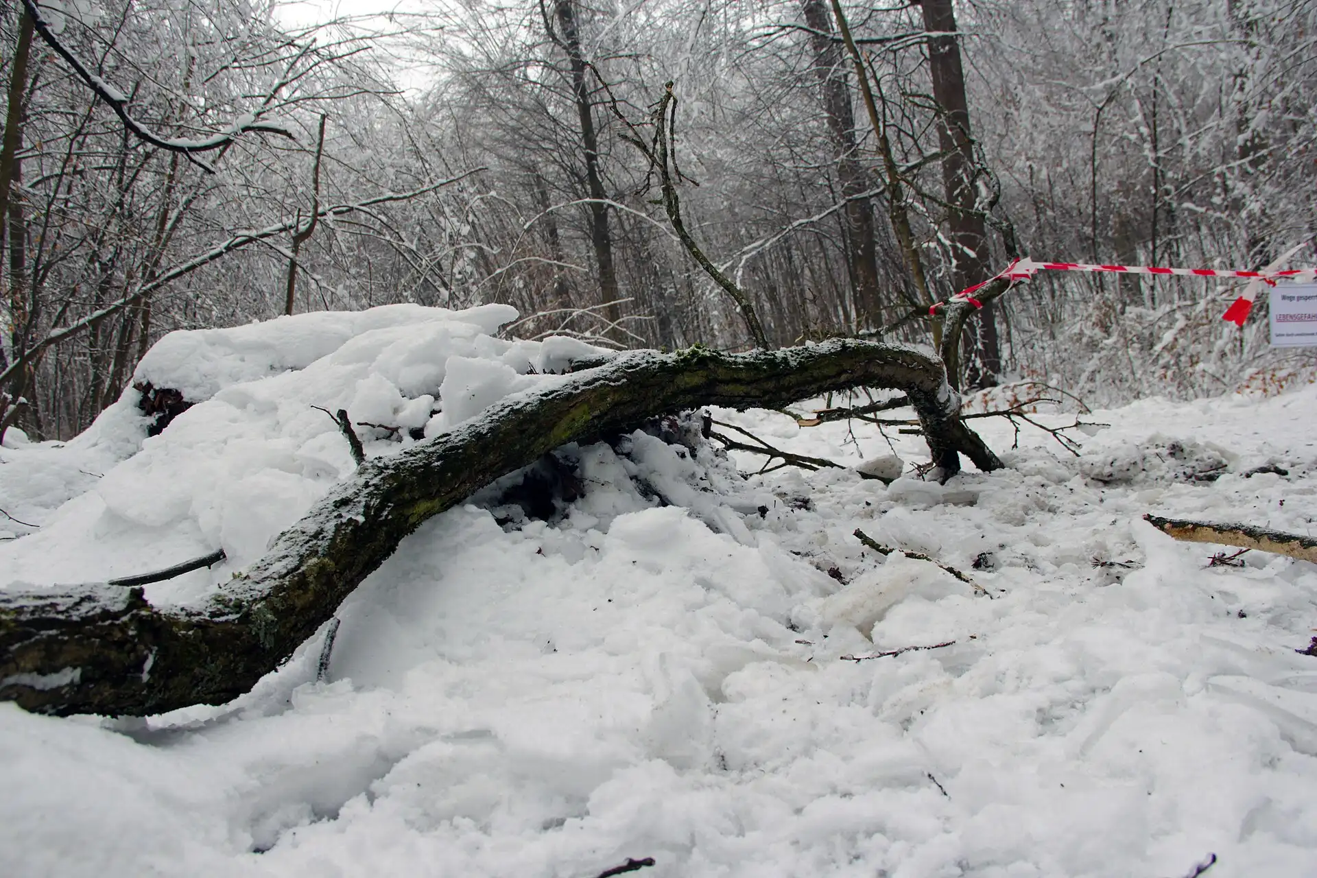 Fallen tree brought down by a winter storm